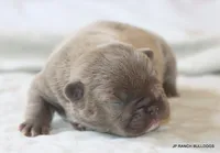 Nelly, a female French Bulldog for sale in Dallas, TX – 10 of 10