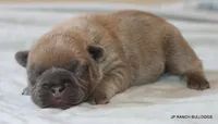 Honey, a female French Bulldog for sale in Dallas, TX – 7 of 10