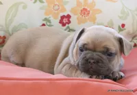 Bonnie, a female French Bulldog for sale in Dallas, TX – 8 of 10