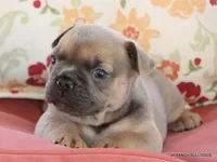 Honey, a female French Bulldog for sale in Dallas, TX – 10 of 10