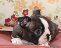 Lydia, a female Boston Terrier for sale in Dallas, TX – 7 of 9