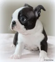 Ruthie, a female Boston Terrier for sale in Dallas, TX – 4 of 10