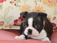 Ginger, a female Boston Terrier for sale in Dallas, TX – 4 of 9