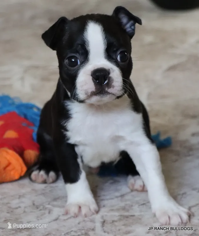 Ace – Boston Terrier puppy for sale in Dallas, TX