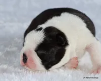Marshall, a male Boston Terrier for sale in Dallas, TX – 6 of 10