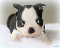 Charlie, a female Boston Terrier for sale in Dallas, TX – 10 of 10