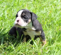 Luna, a female English Bulldog for sale in Dallas, TX – 4 of 10