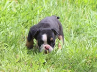 Lilly, a female English Bulldog for sale in Dallas, TX – 2 of 10