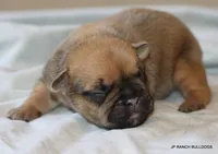 Chipper, a male French Bulldog for sale in Dallas, TX – 3 of 10