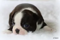 Doc, a male Boston Terrier for sale in Dallas, TX – 8 of 9