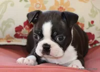 Ginger, a female Boston Terrier for sale in Dallas, TX – 5 of 9