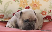 Bonnie, a female French Bulldog for sale in Dallas, TX – 9 of 10