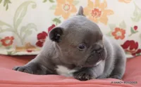 Nelly, a female French Bulldog for sale in Dallas, TX – 2 of 10