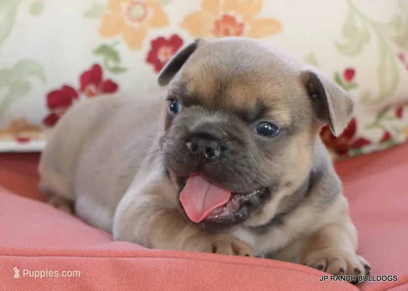 Honey – French Bulldog puppy for sale in Dallas, TX