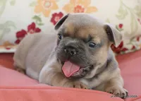 Honey, a female French Bulldog for sale in Dallas, TX – 1 of 10