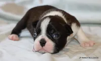 Venus, a female Boston Terrier for sale in Dallas, TX – 8 of 10