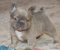Kirby Fluffy, a male French Bulldog for sale in Dallas, TX – Photo 7 of 10
