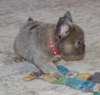 Kirby Fluffy, a male French Bulldog for sale in Dallas, TX – Photo 9 of 10