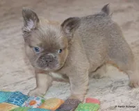 Kirby Fluffy, a male French Bulldog for sale in Dallas, TX – Photo 6 of 10