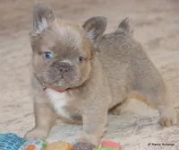 Kirby Fluffy, a male French Bulldog for sale in Dallas, TX – Photo 1 of 10