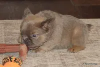 Kirby Fluffy, a male French Bulldog for sale in Dallas, TX – Photo 5 of 10