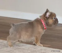 Kirby Fluffy, a male French Bulldog for sale in Dallas, TX – Photo 4 of 10