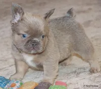 Kirby Fluffy, a male French Bulldog for sale in Dallas, TX – Photo 10 of 10