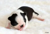 Anna, a female Boston Terrier for sale in Dallas, TX – 5 of 10