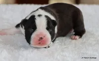 Davy, a male Boston Terrier for sale in Dallas, TX – 5 of 10