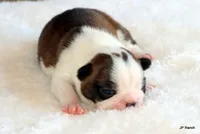 Angel, a female Boston Terrier for sale in Dallas, TX – 3 of 10
