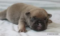 Bonnie, a female French Bulldog for sale in Dallas, TX – 4 of 10