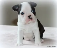 Lia, a female Boston Terrier for sale in Dallas, TX – 6 of 10