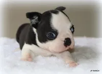 Charlie, a female Boston Terrier for sale in Dallas, TX – 5 of 10