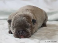 Nelly, a female French Bulldog for sale in Dallas, TX – 2 of 10