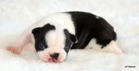 Anna, a female Boston Terrier for sale in Dallas, TX – 8 of 10