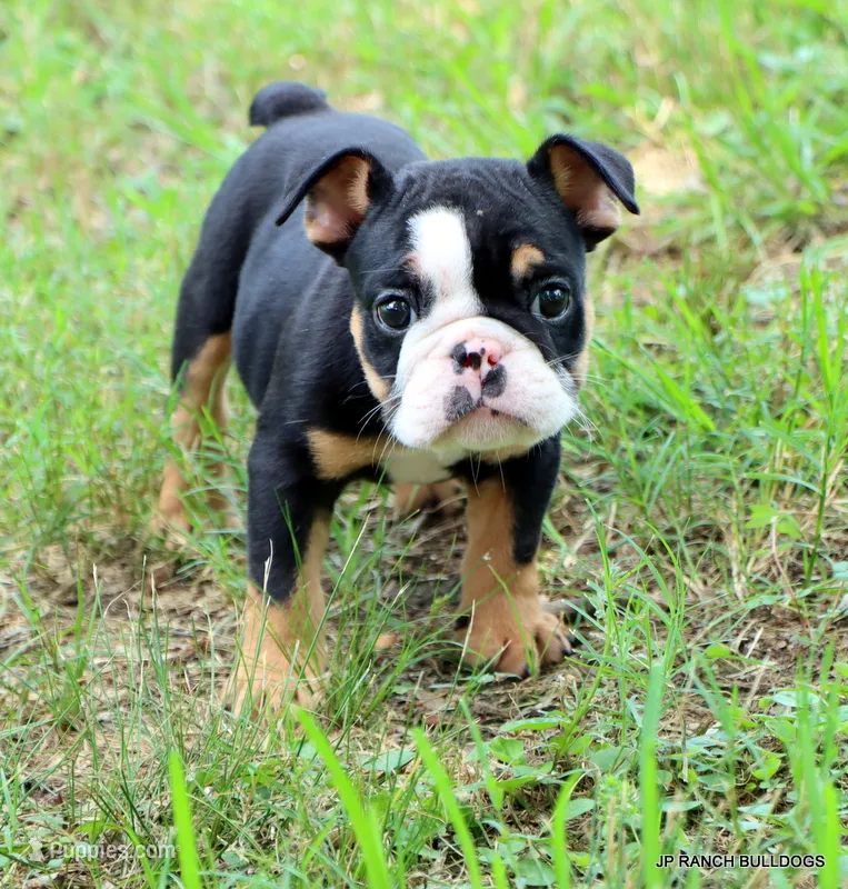Lilly – English Bulldog puppy for sale in Dallas, TX