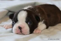 Lydia, a female Boston Terrier for sale in Dallas, TX – 8 of 9