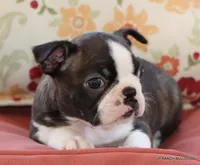 Lydia, a female Boston Terrier for sale in Dallas, TX – 3 of 9