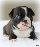 Mo, a male Boston Terrier for sale in Dallas, TX – 6 of 9