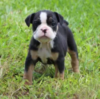 Luna, a female English Bulldog for sale in Dallas, TX – 6 of 10