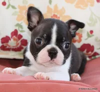 Venus, a female Boston Terrier for sale in Dallas, TX – 1 of 10