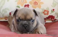 Honey, a female French Bulldog for sale in Dallas, TX – 7 of 10