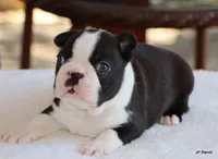Davy, a male Boston Terrier for sale in Dallas, TX – 6 of 10