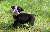 Lilly, a female English Bulldog for sale in Dallas, TX – 4 of 10
