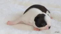 Anna, a female Boston Terrier for sale in Dallas, TX – 3 of 10