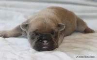 Bonnie, a female French Bulldog for sale in Dallas, TX – 9 of 10