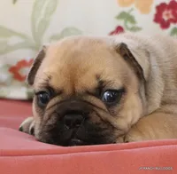 Chipper, a male French Bulldog for sale in Dallas, TX – 10 of 10