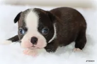 Doc, a male Boston Terrier for sale in Dallas, TX – 7 of 9