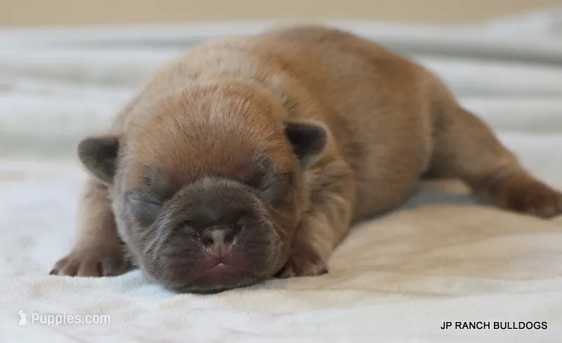 Honey – French Bulldog puppy for sale in Dallas, TX