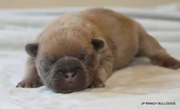Honey, a female French Bulldog for sale in Dallas, TX – 1 of 10